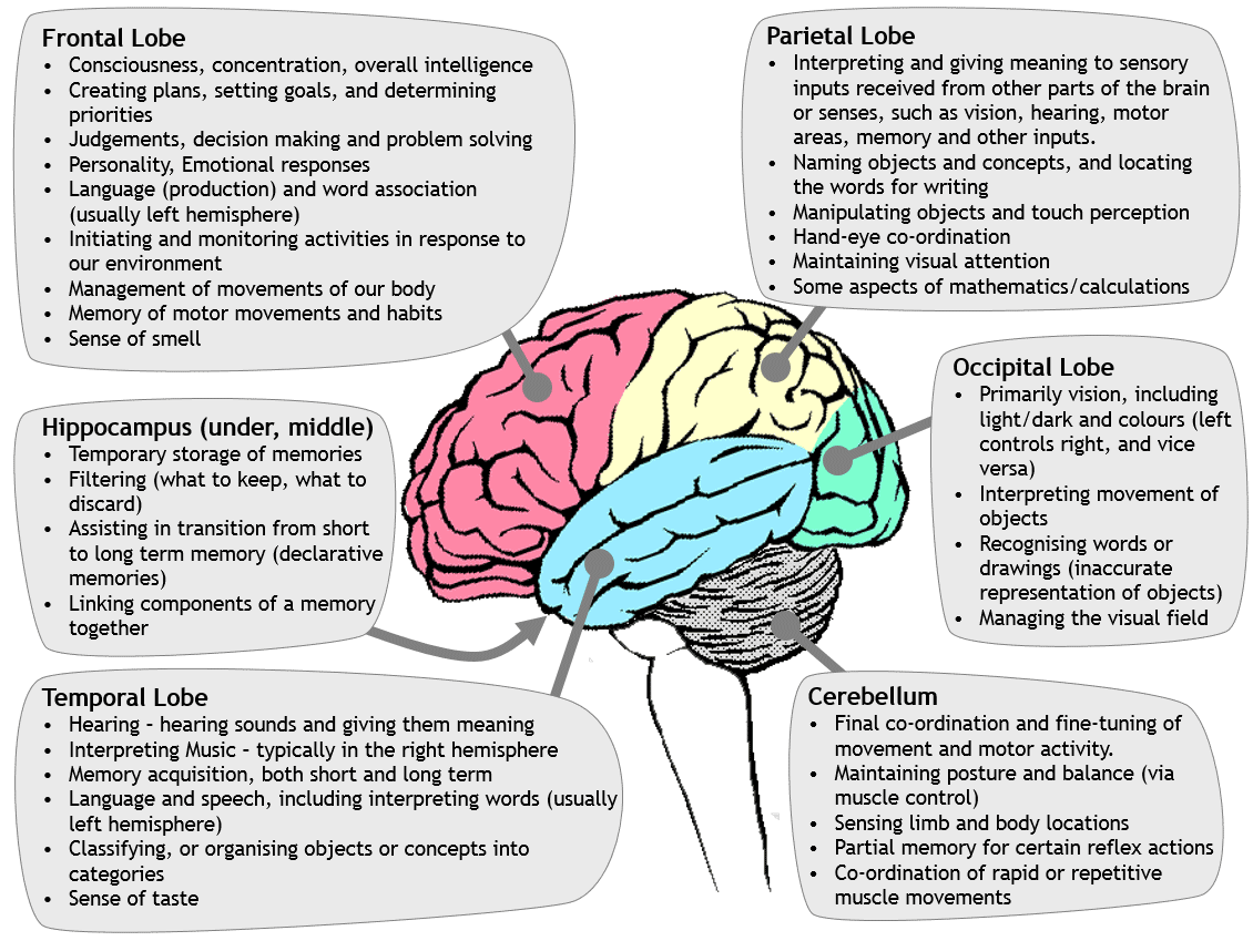 Brain model