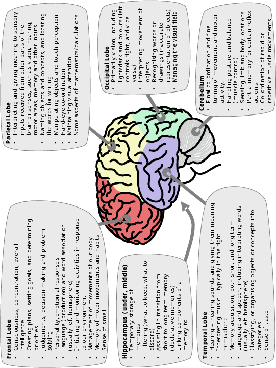 Brain areas associated with learning styles