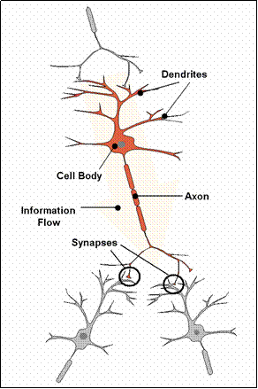 Neurons